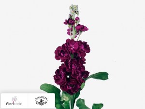 flori/mattiola-sedaya-trendy-purper10364