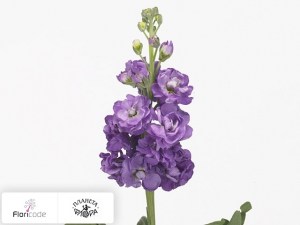 flori/mattiola-sedaya-zizi-purple10296