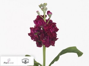 flori/mattiola-sedaya-zizi-red10361