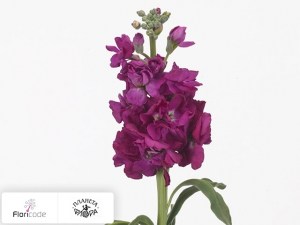 flori/mattiola-sedaya-zizi-violet10360