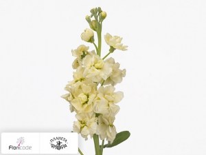 flori/mattiola-sedaya-zizi-yellow10359