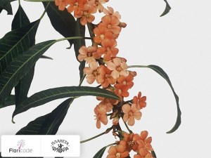 flori/molochay-sverkayuschiy-rosea10628