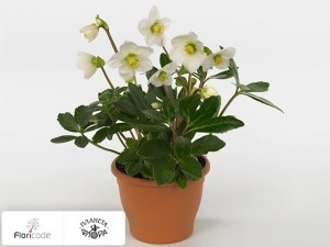 flori/moroznik-chernyy-johanna10768