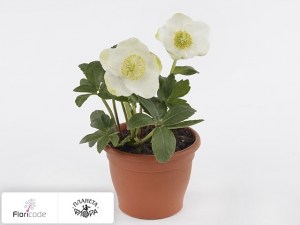 flori/moroznik-chernyy-little-star10802