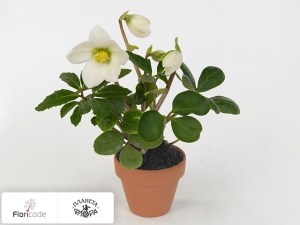 flori/moroznik-chernyy-mini-anna10765