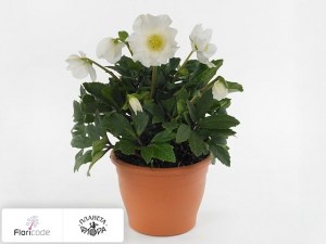 flori/moroznik-chernyy-verboom-rising-star10784