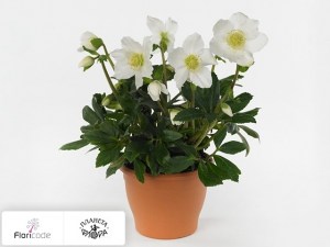 flori/moroznik-chernyy-verboom-shining-star10782