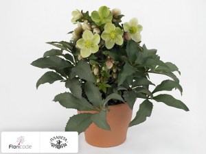flori/moroznik-eriksmita-hgc-monte-christo10843