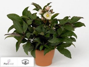 flori/moroznik-eriksmita-hgc-pink-frost10829