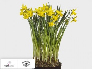 flori/narciss-ciklamenovidnyy-february-gold10965