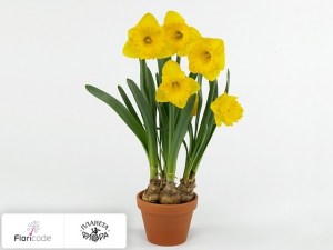 flori/narciss-trubchatyy-gold-medal11024