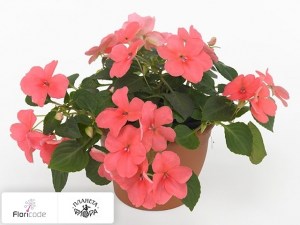 flori/nedotroga-uollera-super-elfin-xp-coral11119