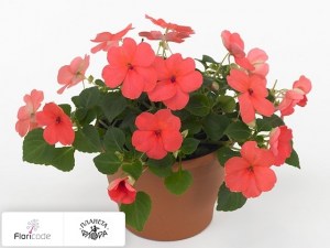 flori/nedotroga-uollera-super-elfin-xp-melon11121
