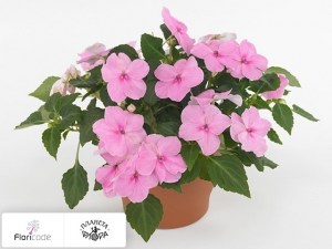 flori/nedotroga-uollera-super-elfin-xp-pink11122