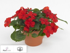 flori/nedotroga-uollera-super-elfin-xp-red11123