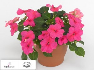 flori/nedotroga-uollera-super-elfin-xp-rose11124