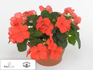 flori/nedotroga-uollera-super-elfin-xp-salmon11125