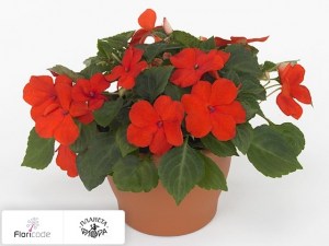 flori/nedotroga-uollera-super-elfin-xp-scarlet11126