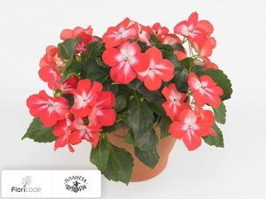 flori/nedotroga-uollera-super-elfin-xp-starcherry11115