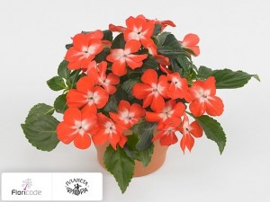 flori/nedotroga-uollera-super-elfin-xp-starsalmon11116
