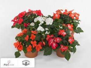 flori/nedotroga-uollera-super-elfin-xp-stellar-mixture11133