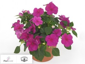 flori/nedotroga-uollera-super-elfin-xp-violet11127