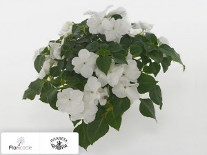 flori/nedotroga-uollera-super-elfin-xp-white11128