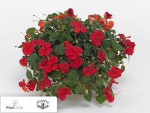 flori/nedotroga-uollera-tumbler-scarlet11027