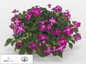 flori/nedotroga-uollera-tumbler-violet-star11028
