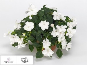 flori/nedotroga-uollera-tumbler-white11170