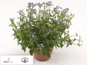 flori/nemeziya-nuvo-purple11362