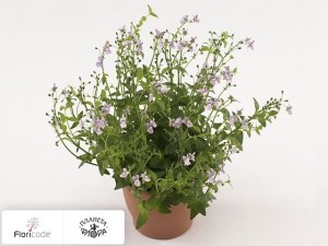 flori/nemeziya-nuvo-rose11355