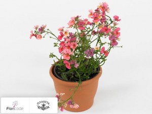 flori/nemeziya-papagena-apricot11323