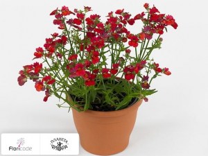 flori/nemeziya-papagena-red11322