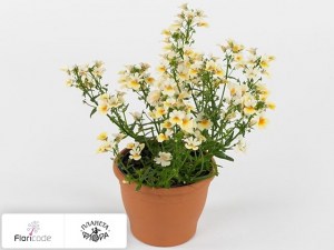 flori/nemeziya-papagena-yellow-white11320