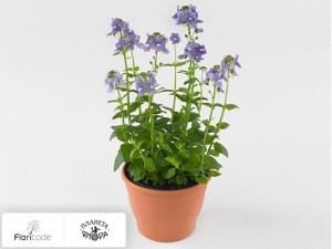 flori/nemeziya-poetry-blue11349