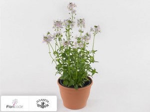 flori/nemeziya-poetry-lavender-pink11350