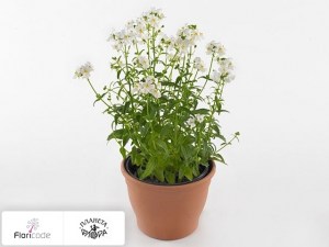 flori/nemeziya-poetry-white11351