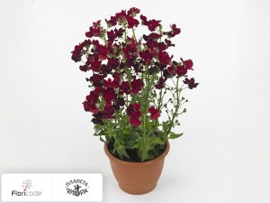 flori/nemeziya-sunmesia-dark-red11338