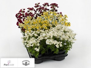 flori/nemeziya-sunmesia-gemengd11339