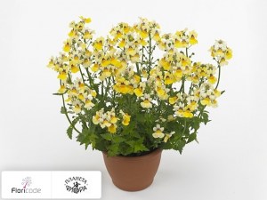 flori/nemeziya-sunmesia-yellow11336