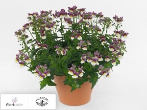 flori/nemeziya-sunpeddle-painted-rose11334