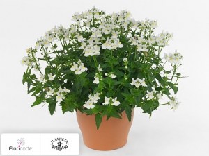 flori/nemeziya-sunpeddle-white-perfume11335