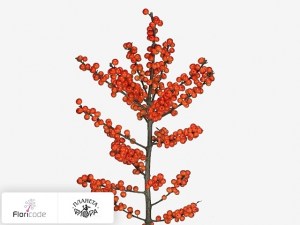 flori/padub-mutovchatyy-oudijks-orange11553
