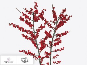 flori/padub-mutovchatyy-per-bos11560