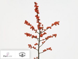 flori/padub-mutovchatyy-winter-gold11539