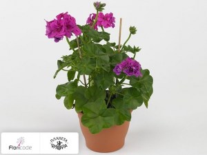 flori/pelargoniya-plyuschelistnaya-toscana-sil-quirin11708