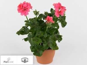 flori/pelargoniya-plyuschelistnaya-toscana-sil-rebecca11709