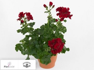 flori/pelargoniya-plyuschelistnaya-toscana-sil-ruben11710