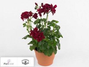 flori/pelargoniya-plyuschelistnaya-toscana-sil-tomke11712